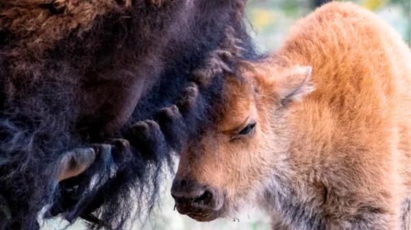 El bisonte americano vuelve a Sonora: nacen las primeras crías tras 200 años