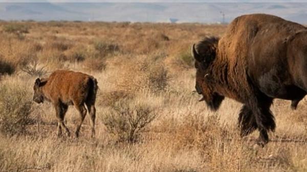 El bisonte americano vuelve a Sonora: nacen las primeras crías tras 200 años - Los “ingenieros del ecosistema” que reconstruyen la tierra