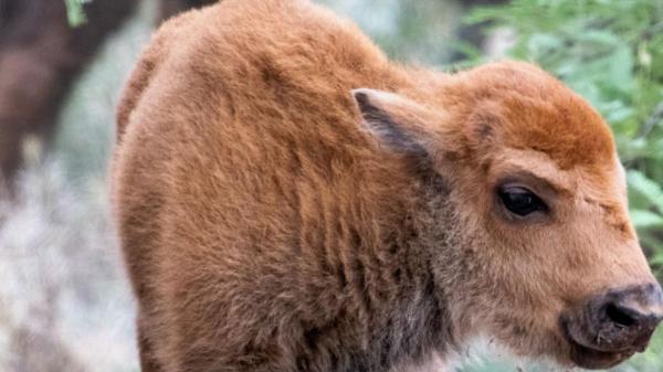 El bisonte americano vuelve a Sonora: nacen las primeras crías tras 200 años - Un nacimiento que no ocurría desde hacía dos siglos
