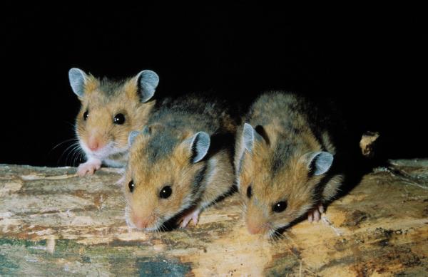 Hámster sirio - Comportamiento del hámster sirio