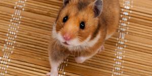 Hámster sirio