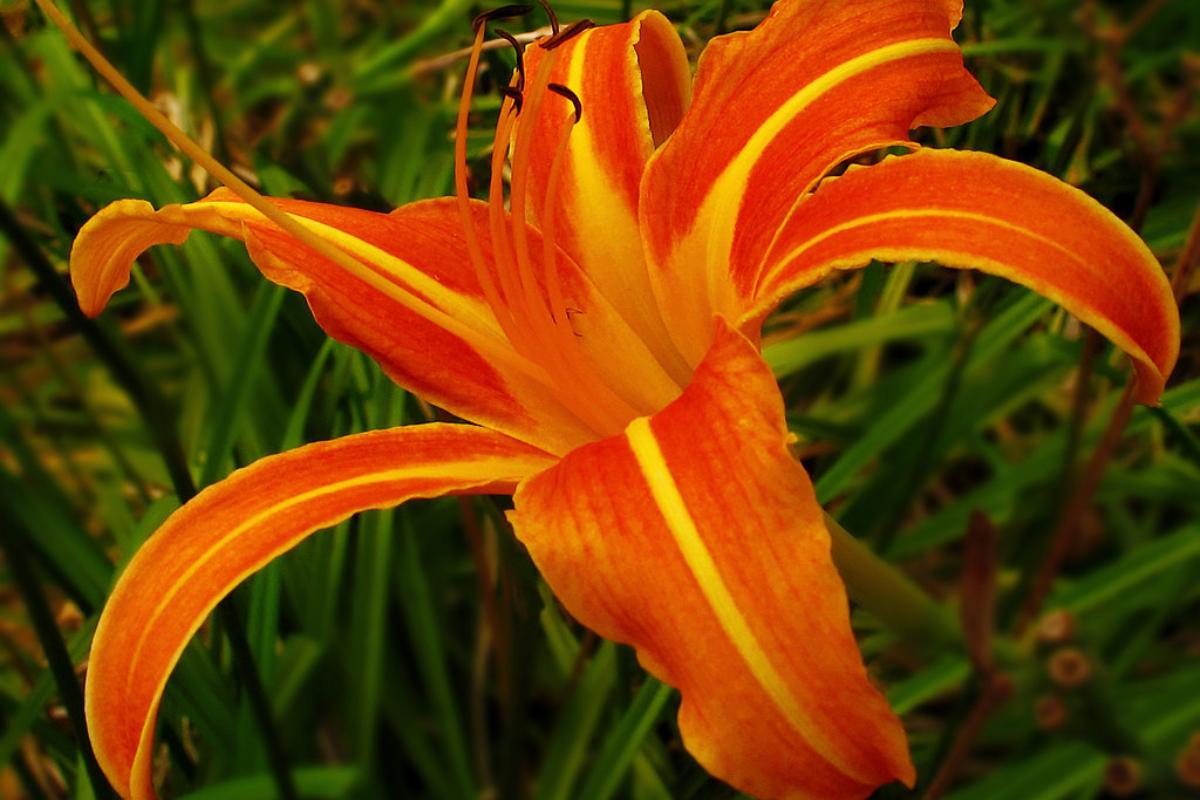 Hemerocallis: cuidados