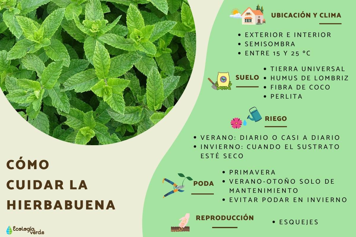 Cómo cuidar la hierbabuena