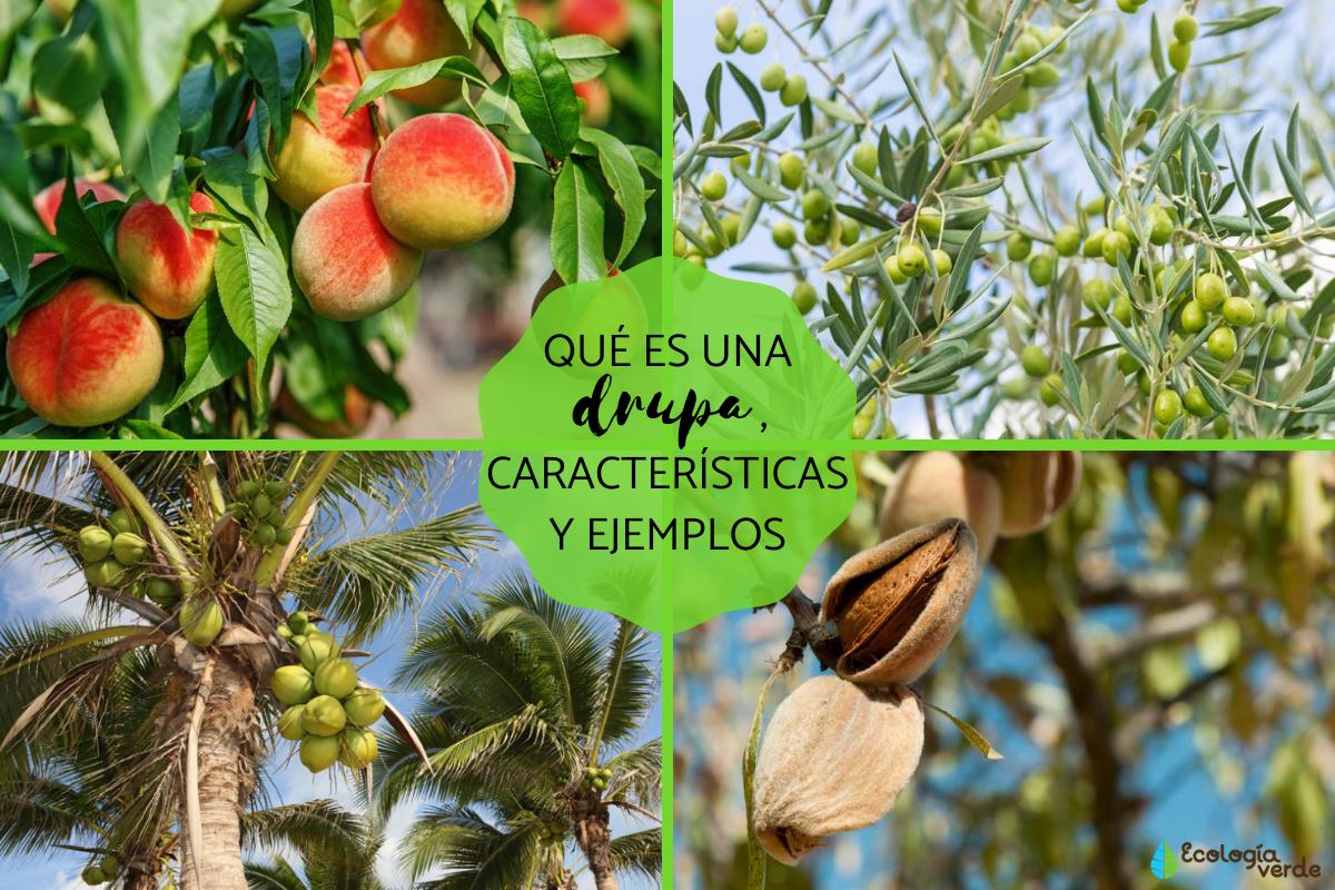 Drupa: qué es y características