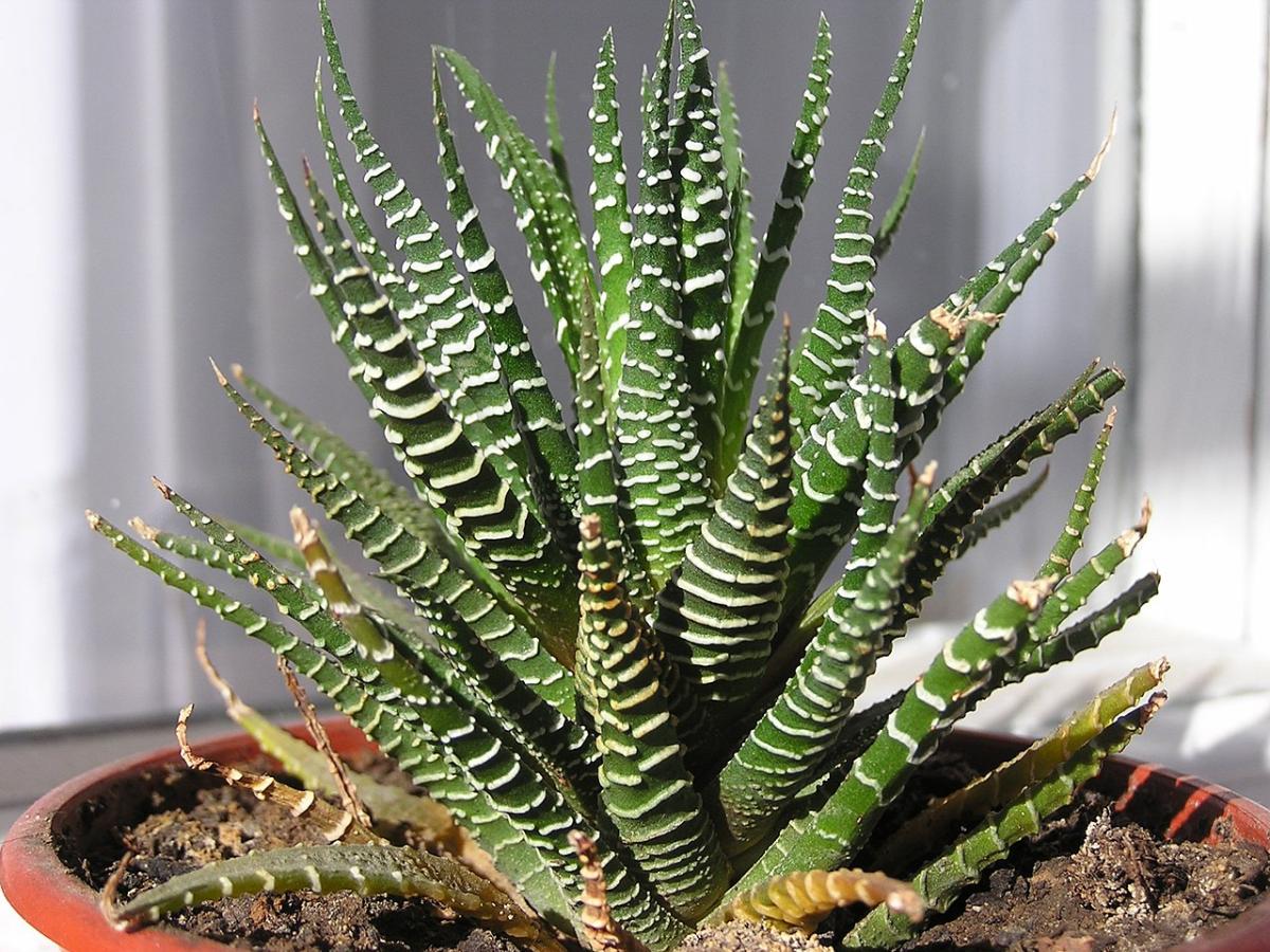 Haworthia attenuata: cuidados