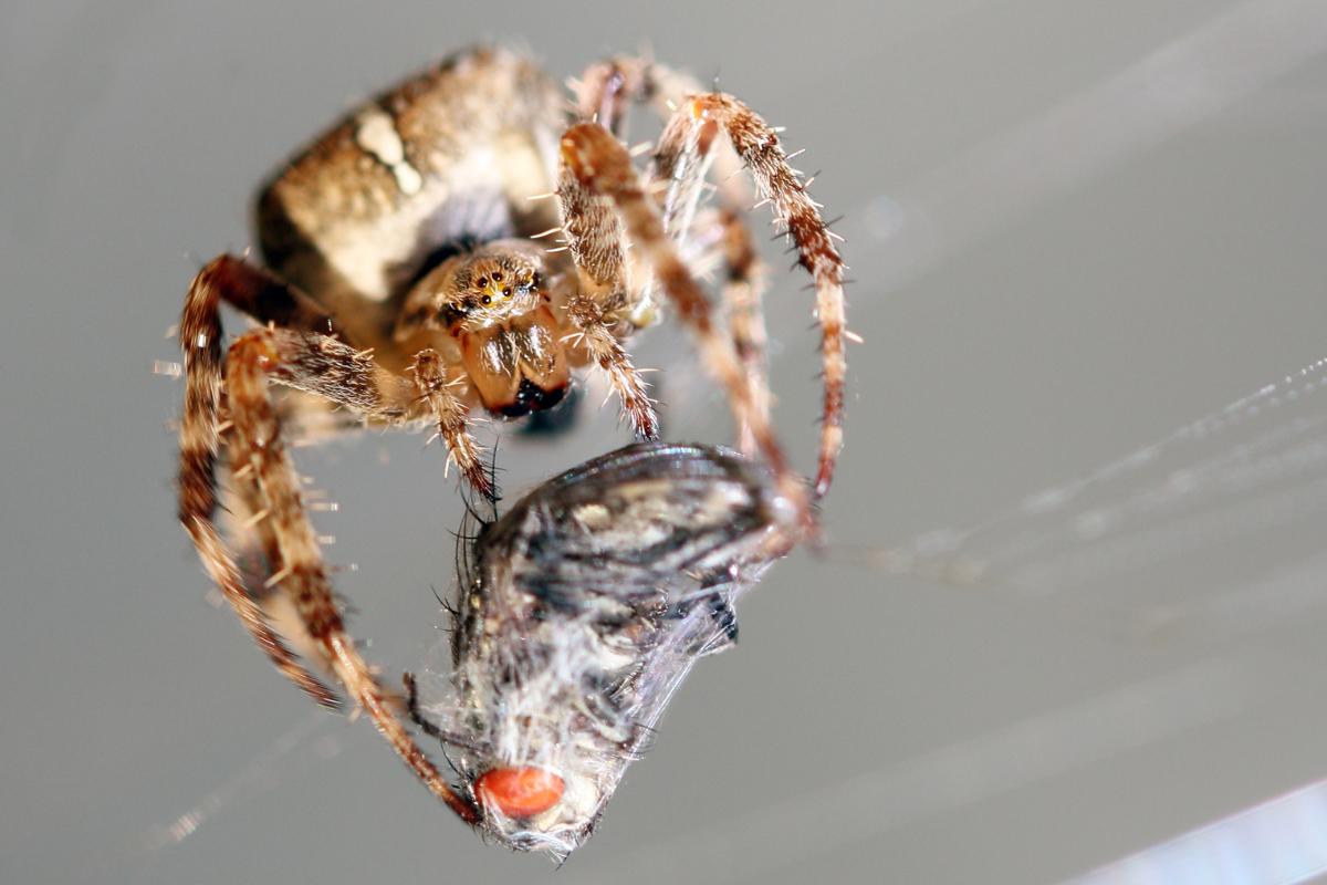 ¿Los insectos sienten dolor?