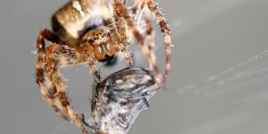 ¿Los insectos sienten dolor?