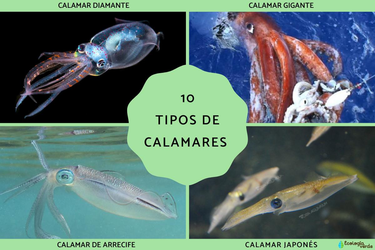 Tipos de calamares