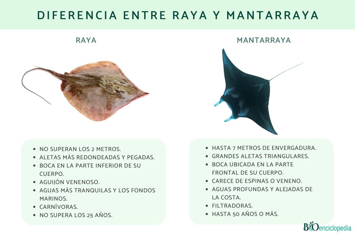 Diferencia entre raya y mantarraya