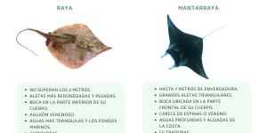 Diferencia entre raya y mantarraya