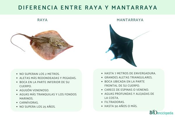 Diferencia entre raya y mantarraya
