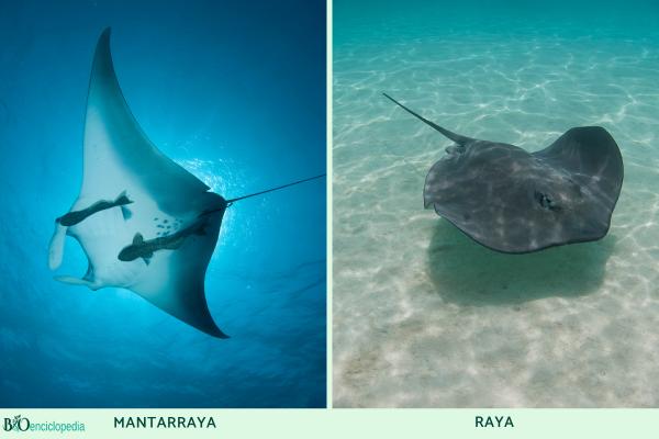 Diferencia entre raya y mantarraya - Hábitat y comportamiento