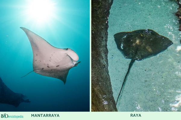 Diferencia entre raya y mantarraya - Tamaño y apariencia