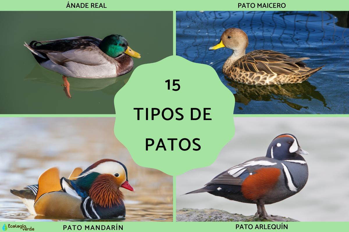 Tipos de patos