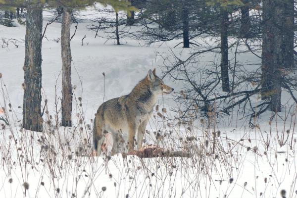 Coyolobo o coywolf: características, hábitat y alimentación - Hábitat del coyolobo o coywolf