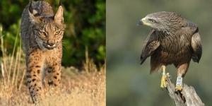 Linces ibéricos contra milanos negros en Doñana: la falta de conejos lleva al felino a cazar las crías de la rapaz