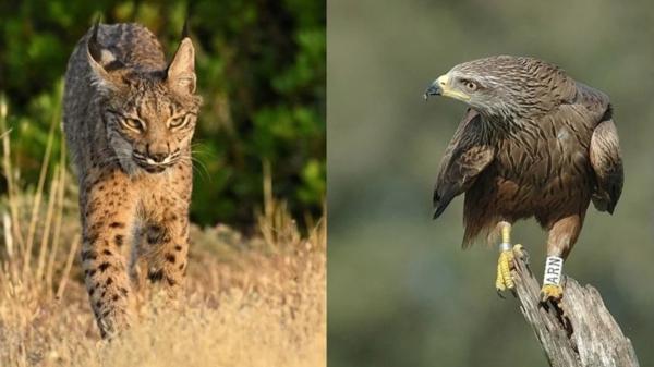 Linces ibéricos contra milanos negros en Doñana: la falta de conejos lleva al felino a cazar las crías de la rapaz