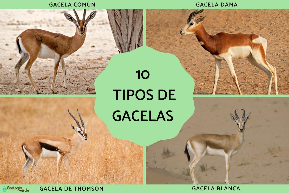 Tipos de gacelas