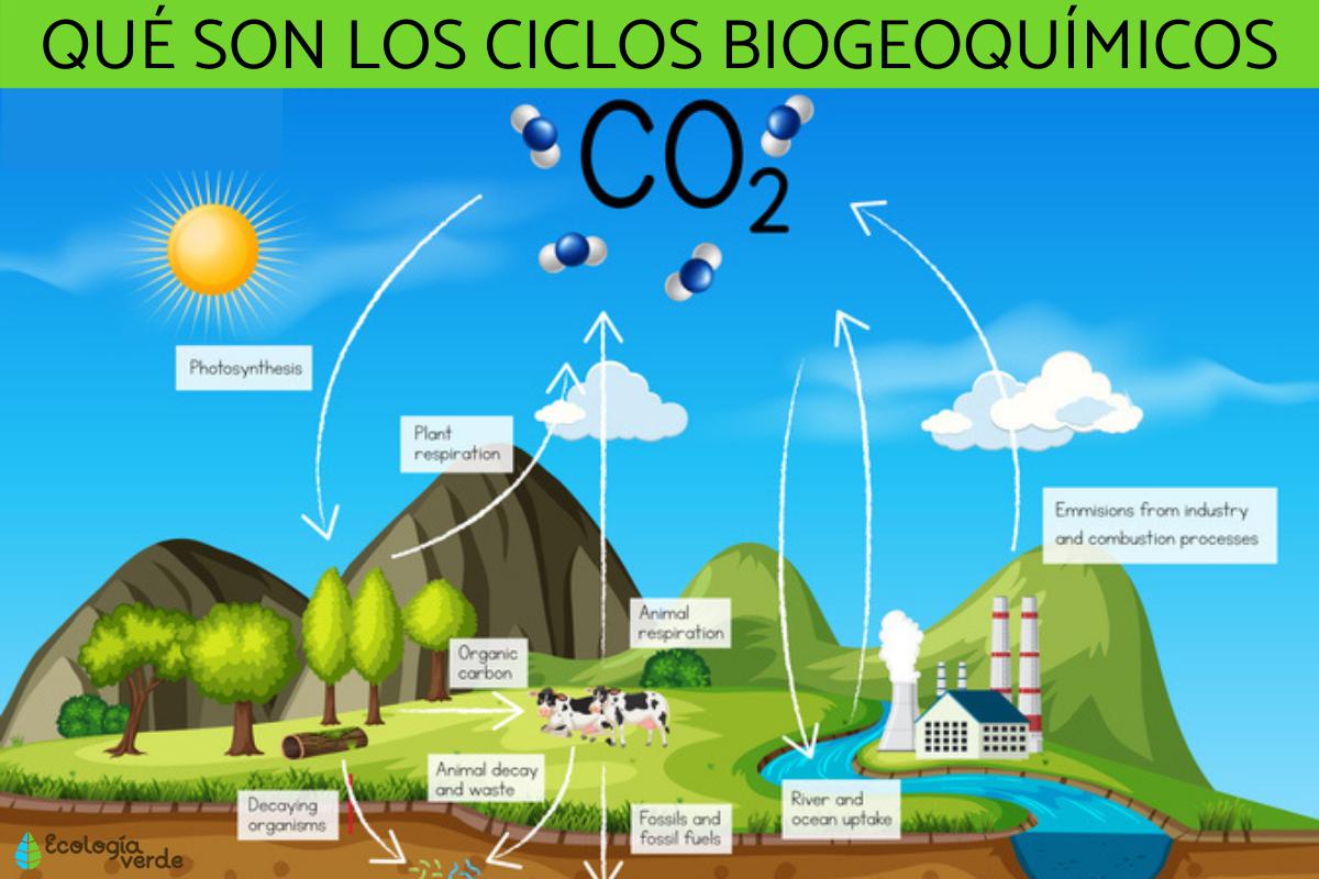 Ciclos biogeoquímicos: qué son, tipos e importancia