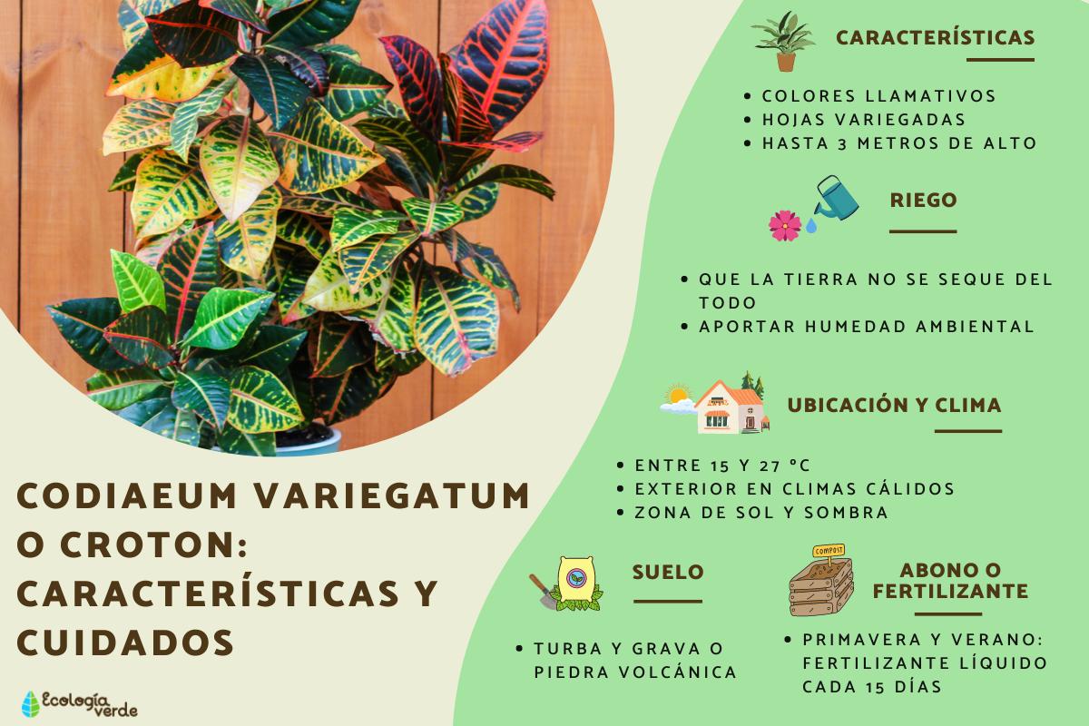Codiaeum variegatum o croton: características y cuidados