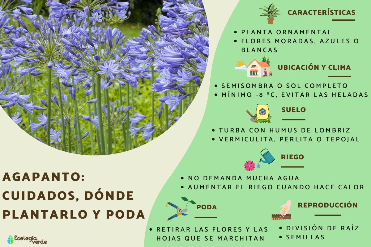 Agapanto: cuidados, dónde plantarlo y poda