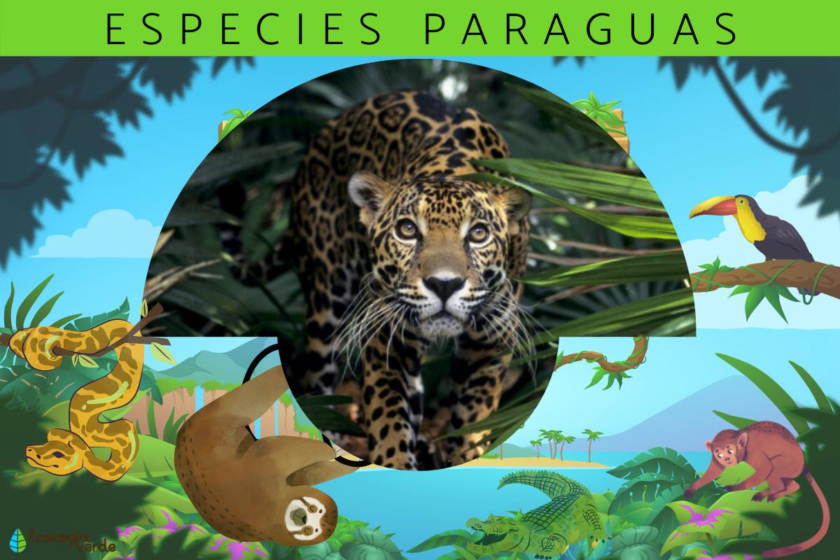 Especies paraguas: qué son y ejemplos