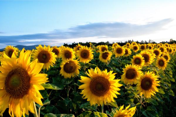 Tipos de flores - Girasoles