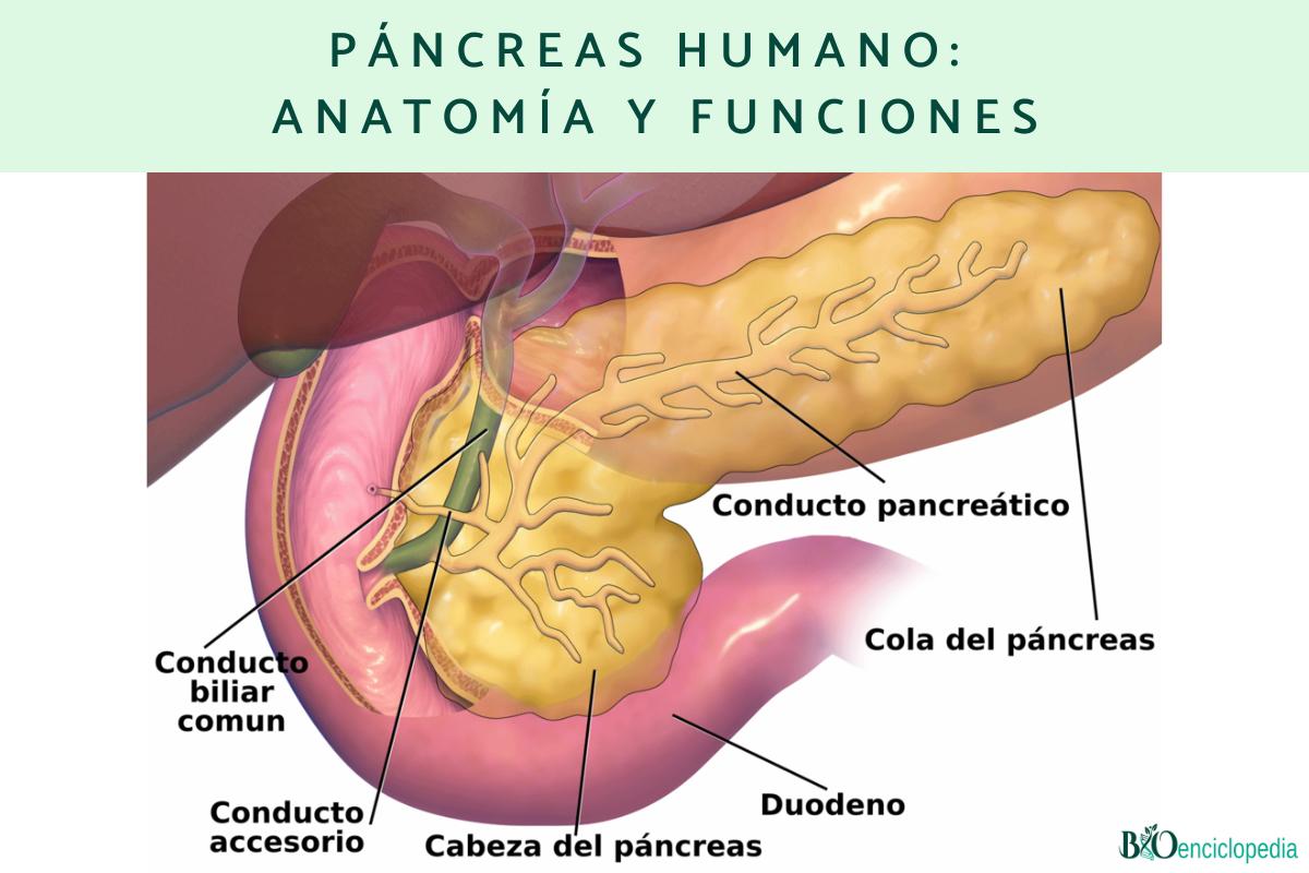 Páncreas humano: anatomía y funciones