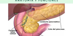 Páncreas humano: anatomía y funciones