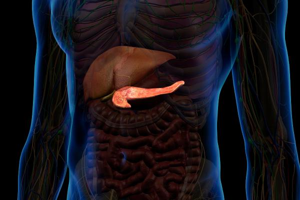 Páncreas humano: anatomía y funciones - Qué es y dónde está el páncreas