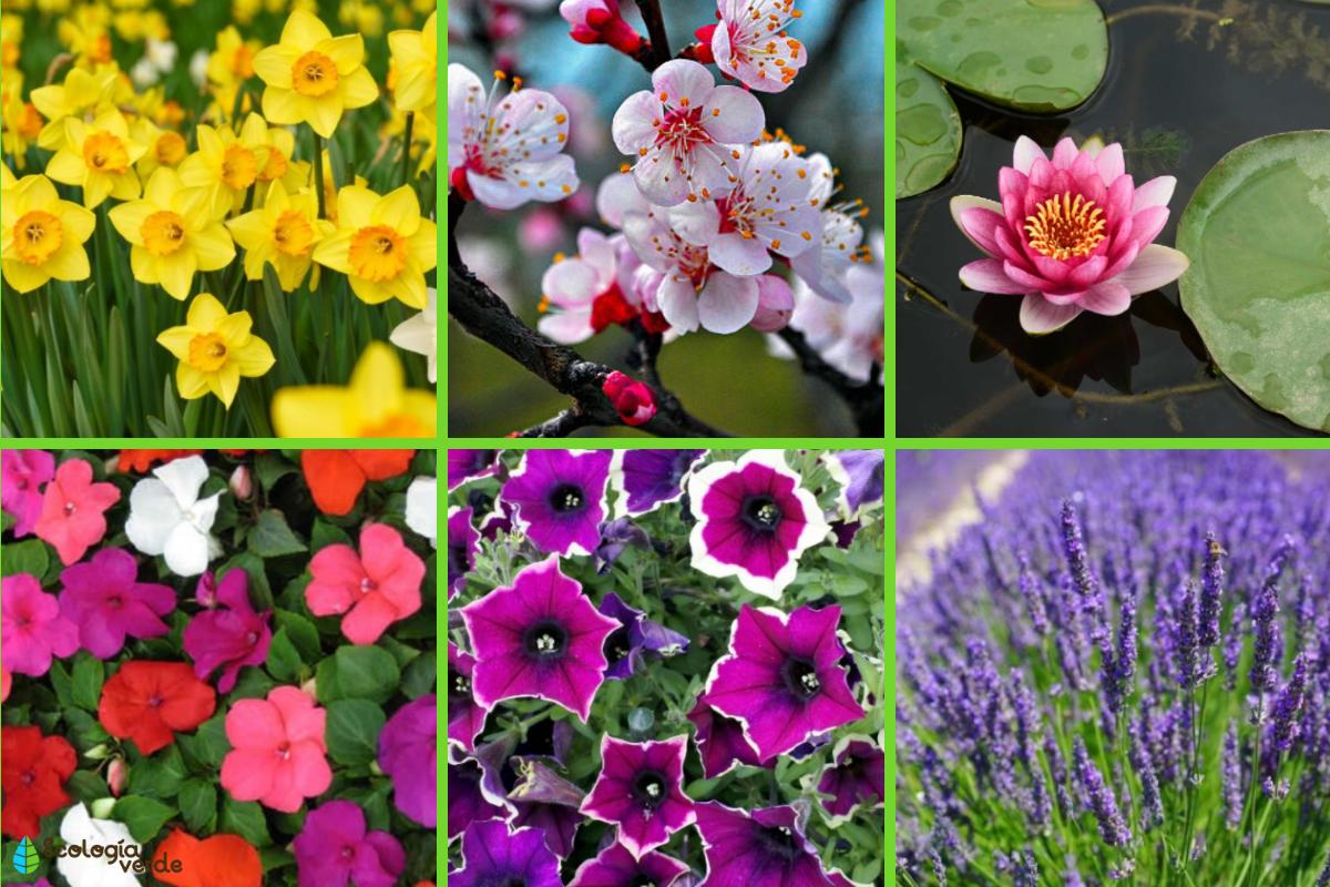 The Ultimate Guide to the Enchanting World of Flowers - My Blog