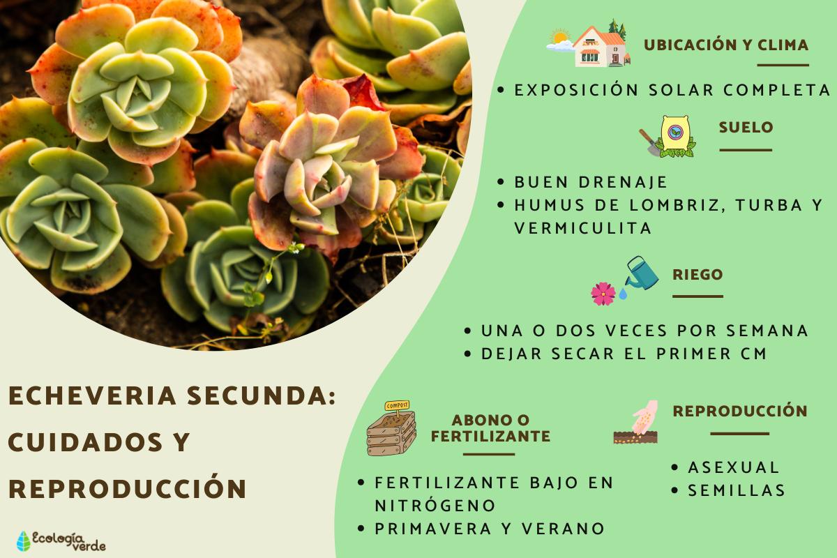 Echeveria secunda: cuidados y reproducción