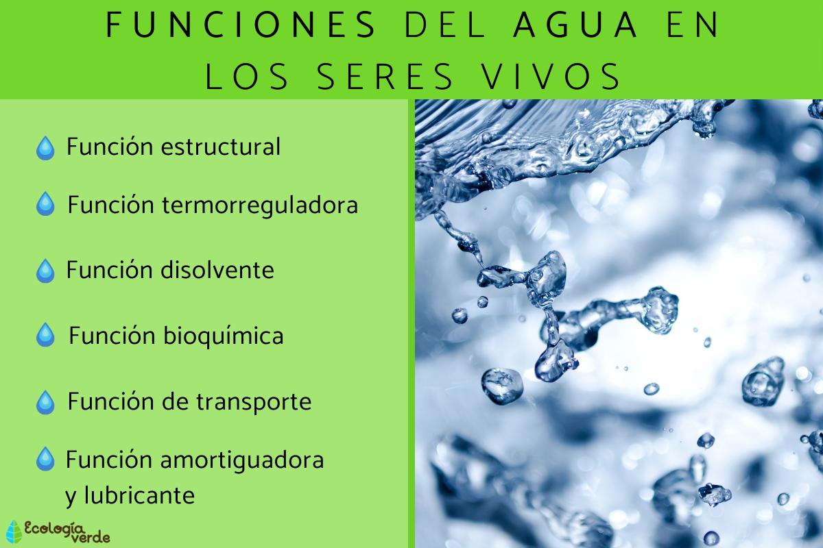 Funciones del agua en los seres vivos