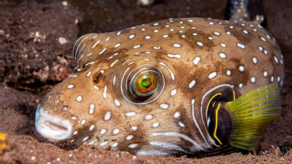 El mar de Galicia se tropicaliza: por qué aparecen peces globo y qué dice la ciencia sobre este cambio silencioso - Científicos detectan peces globo en Galicia por primera vez: la señal que no se puede ignorar
