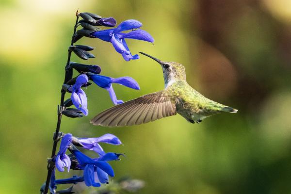 Polinización: qué es, proceso, tipos, polinizadores e importancia - Cuáles son los animales polinizadores 