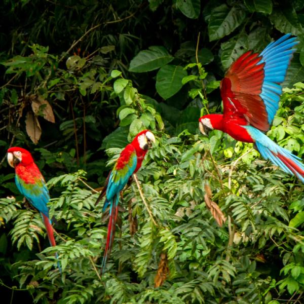 ejemplos de ecosistemas naturales