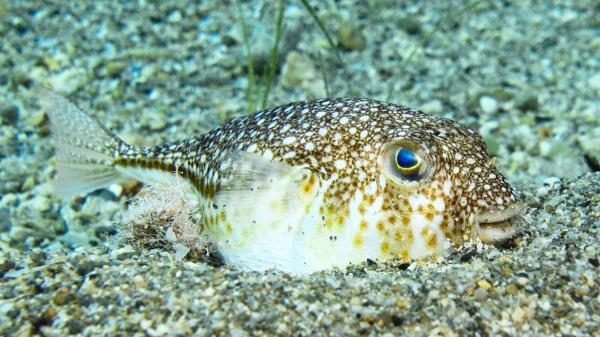 El mar de Galicia se tropicaliza: por qué aparecen peces globo y qué dice la ciencia sobre este cambio silencioso - El mar de Galicia está cambiando: especies nuevas y equilibrio del ecosistema en riesgo
