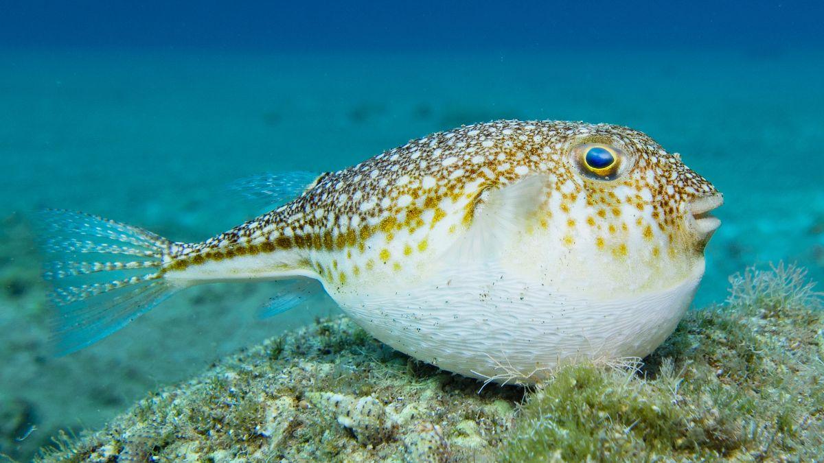 El mar de Galicia se tropicaliza: por qué aparecen peces globo y qué dice la ciencia sobre este cambio silencioso