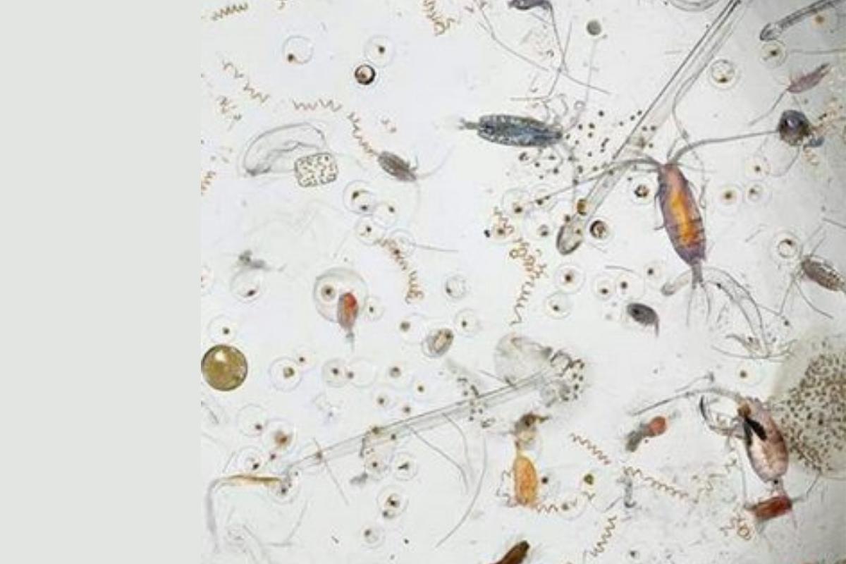 Microfauna: qué es y ejemplos