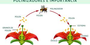 Polinización: qué es, proceso, tipos, polinizadores e importancia