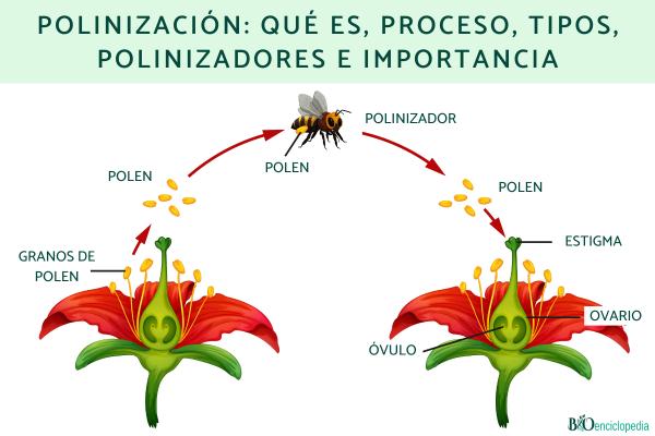Polinización: qué es, proceso, tipos, polinizadores e importancia