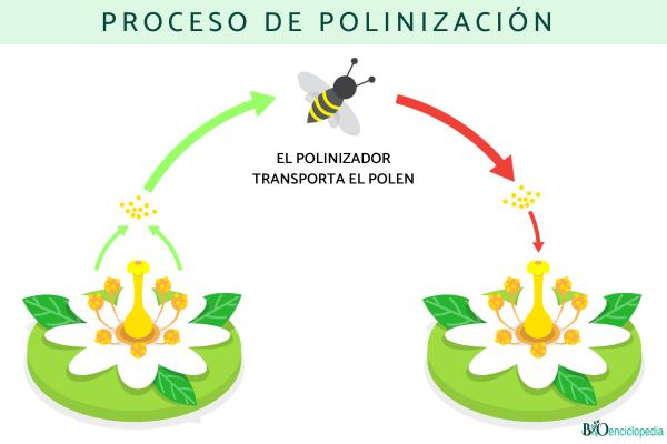Polinización: qué es, proceso, tipos, polinizadores e importancia - Proceso de polinización 