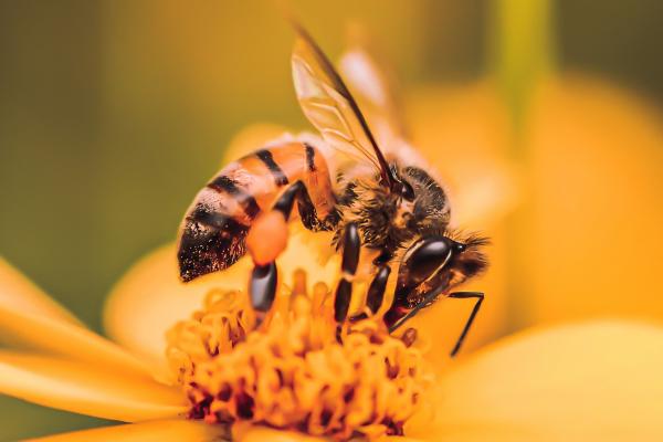 Polinización: qué es, proceso, tipos, polinizadores e importancia - Qué es la polinización