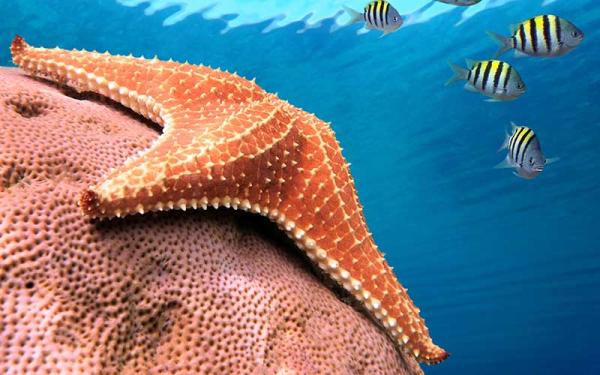 Estrella de mar - Características de la estrella de mar
