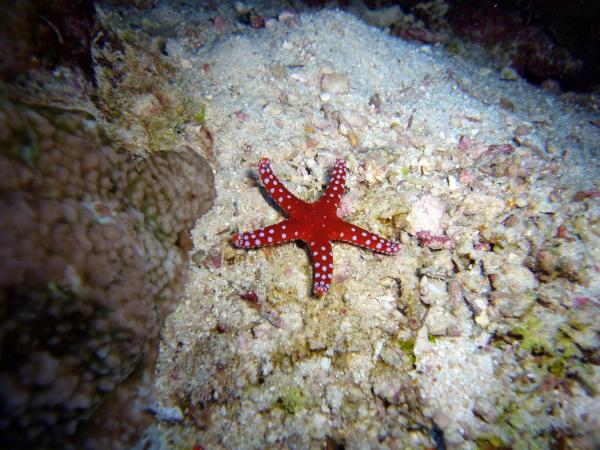 Estrella de mar - Comportamiento de la estrella de mar