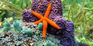 Estrella de mar