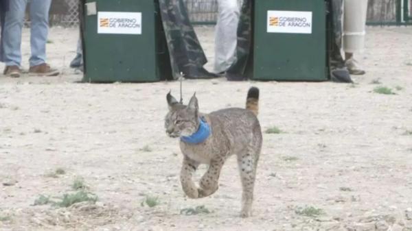 Conmoción por la muerte de Waka, la lince ibérica reintroducida en Aragón: las vías de transporte siguen siendo el mayor peligro para la especie
