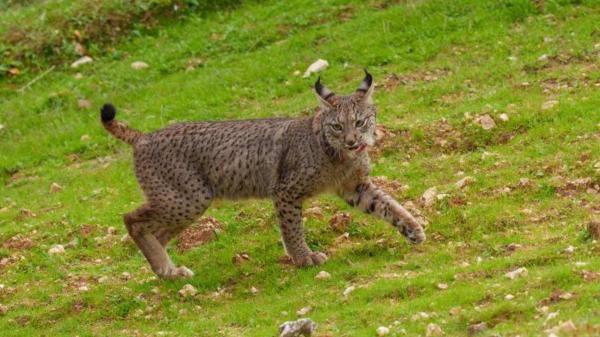 Conmoción por la muerte de Waka, la lince ibérica reintroducida en Aragón: las vías de transporte siguen siendo el mayor peligro para la especie - El lince ibérico: de especie al borde de la extinción a símbolo de recuperación