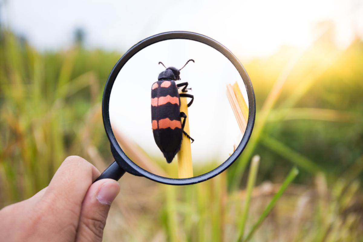 Las ramas de la zoología y qué estudia cada una