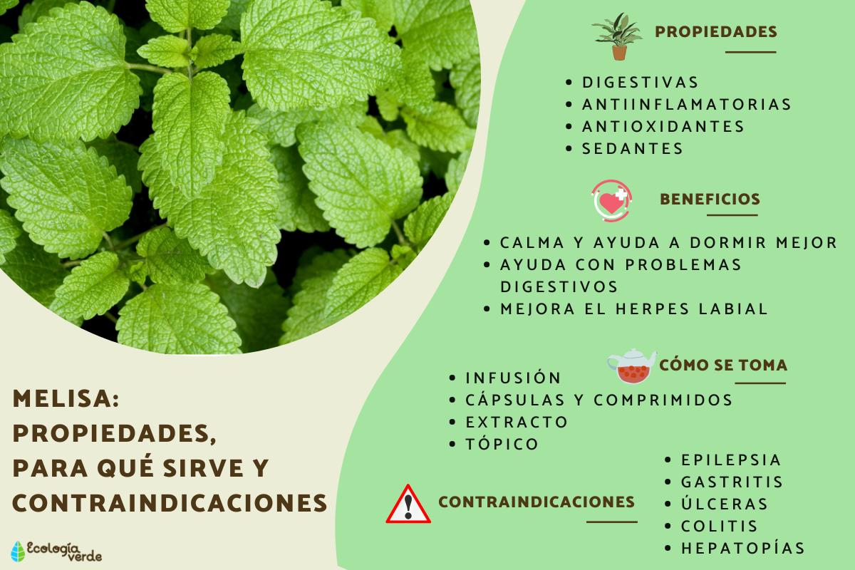 Melisa: propiedades, para qué sirve y contraindicaciones